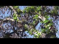 150-year-old Banyan Tree scorched in Hawaiian fires now sprouting leaves