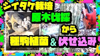 【しいたけ栽培】成功の秘訣  原木切り出しから植菌_伏せ込み 今年もやってみた