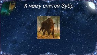 К чему снится Зубр (Сонник)