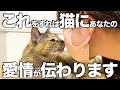 猫へ大好きを伝えたい！愛情の伝え方7選とその際の注意点も解説！