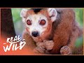 Crowned Lemurs And Their Strange Habits (Wildlife Documentary) | Real Wild