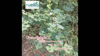 ஒட்டட்டி:Malvaceae: :Urena lobata: shrub: Medicinal Plants