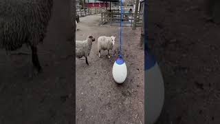 Ramming Battles: Epic Sheep Showdowns!#shorts #battle