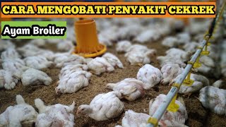 Cara Mengobati Penyakit Cekrek Ayam Broiler