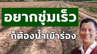 แชร์เทคนิค #ปลูกข้าวโพด ให้น้ำแบบปล่อยร่อง