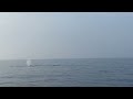 humpback whales big island dec 25 2024