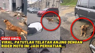 VIRAL, PATUTLAH TELATAH ANJING DENGAN RIDER MOTO NI JADI PERHATIAN...