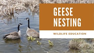 Geese Nesting