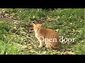 Roko B - open door