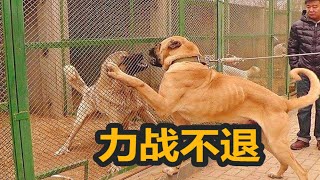 土耳其国宝坎高犬与高狼犬有什么区别，三大巨型猛犬