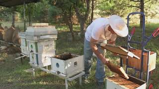 BROOD REMOVAL – alternative method for Varroa control in honey bee colonies