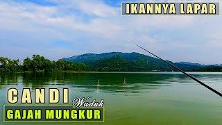 TAK TERDUGA! IKAN LAPAR, SPOT CANDI WGM TERBARU - MANCING NYOBOK WADUK GAJAH MUNGKUR