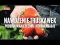 NAWOŻENIE TRUSKAWEK - podsumowanie i rekomendacje