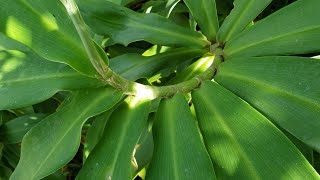 Spiral ginger, or one to one