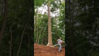 #trending #usa #viral #logging #logger