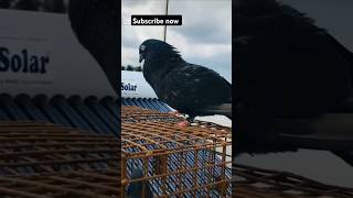 Pigeon status kabutar kabootar status 🕊️🕊️🔥🔥👍🏻👍🏻 #shortvideo #shorts #kabutar #kabootar #pigeon