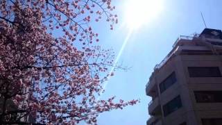 早稲田  桜