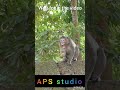 APS studio#monkey 🆚#man who win the fight🙏🙈😭🤣🔠🏋‍♂️🦍