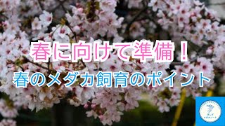 【準備しよう】春のメダカ飼育のポイント