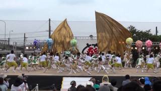 日本福祉大学　夢人党（犬山踊芸祭2013）