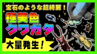 【色クワガタ祭り】メタリフェルホソアカクワガタ\u0026パプアキンイロクワガタがサービス品として大量に届いた分を公開します♪