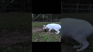 A black and white cat that is too good at catching moles #Shorts