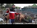 উন্নত জাতের ছাগলের সন্ধান। goats of improved breeds