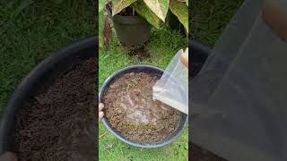 SOLUSI BERKEBUN DI MUSIM HUJAN #tipsberkebun #berkebundirumah #gardening #sekam #banjir #hujan