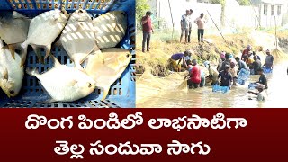 దొంగ పిండిలో లాభసాటిగా తెల్ల సందువా సాగు|MANA BNC NEWS