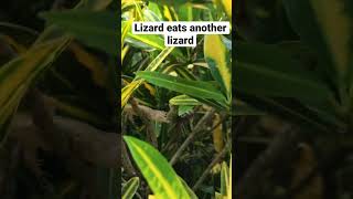 Lizard eats another lizard