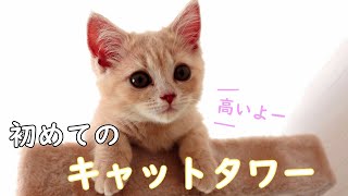 初めてのキャットタワーに興味津々の子猫が可愛かった【スコティッシュフォールド\u0026プーチー】