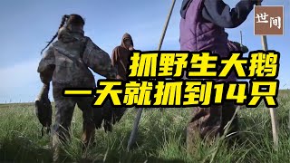 因纽特人一天就抓14只野生大鹅，一棍一只，捕抓过程看着过瘾！ | 世间放映厅