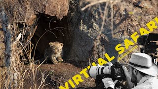 The Best First Sighting Of A Leopard Cub Ever - Virtual Safari #167