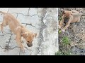 Full Masti With 🐶🐶🐶🐶| GT ASHOK