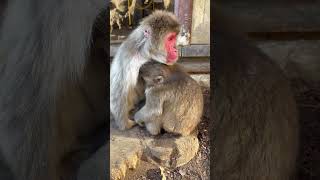 【高尾山さる園】まだまだ甘えん坊なケチャップくん #monkey #animals