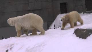 Lara and her twin cubs in blizzard, at Sapporo Maruyama Zoo, Japan