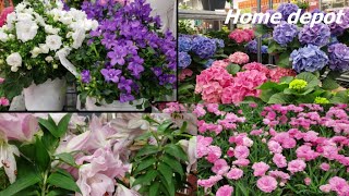 Home Depot Garden Center 早春第一波上市的花卉, 室外暖棚， 还有室内大叶绣球，复活节百合等