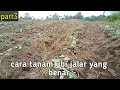 cara menanam ubi jalar/rambat yang benar agar tidak gagal tumbuh dan hasil panen umbi banyak