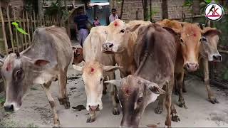 গৰু বিহুৰ ৰাতিপুৱা A morning of Goru Bihu of Axom .  |