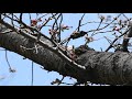 大阪で桜開花