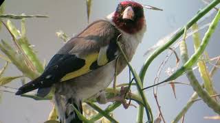 Stieglitz (European Goldfinch), München, August 2021