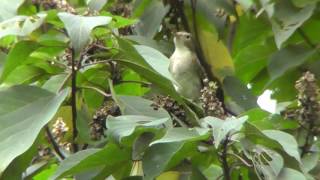 キビタキ夏鳥（渡りの途中）