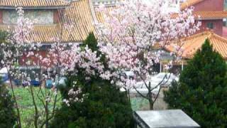 天元宮 櫻花雪 20100313