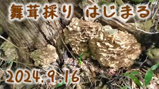 早生８キロスタート　中生も出始めました