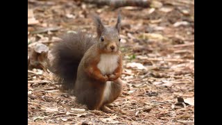 Ardillas adorables del vientre/Belly adorable squirrels