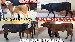 ONA BOLA SIGIRLARNI ZURLARI KELDI SIMINTAL BUZOQ BOLASI