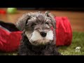 schnauzer puppies hilarious interaction with ferret too cute animal planet