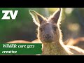 Healthcare training at Healesville Sanctuary