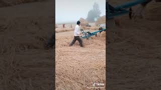 Hallikar bullocks pulling creative round stone on paddy livestoke (gundu)