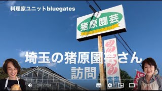 シクラメン農家さん猪原園芸さんへ（料理家ユニットbluegates)